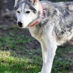 Nanuk – Husky, Männchen, 12 Jahre, 97816 Lohr – Foto 7