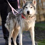 Nanuk – Husky, Männchen, 12 Jahre, 97816 Lohr – Foto 8
