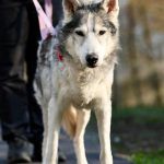 Nanuk – Husky, Männchen, 12 Jahre, 97816 Lohr – Foto 9
