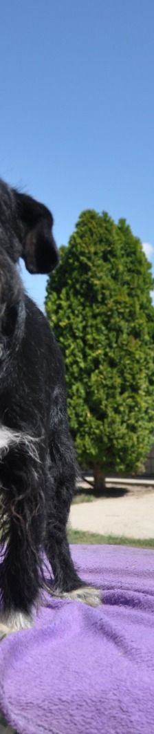 Tinko – Schnauzer Mischling, Männchen, 5 Jahre 6 Monate, Nordic Strays e.V. – Foto 1