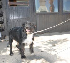 Tinko – Schnauzer Mischling, Männchen, 5 Jahre 6 Monate, Nordic Strays e.V. – Foto 11
