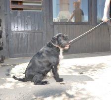 Tinko – Schnauzer Mischling, Männchen, 5 Jahre 6 Monate, Nordic Strays e.V. – Foto 12