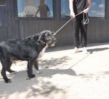 Tinko – Schnauzer Mischling, Männchen, 5 Jahre 6 Monate, Nordic Strays e.V. – Foto 13