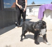Tinko – Schnauzer Mischling, Männchen, 5 Jahre 6 Monate, Nordic Strays e.V. – Foto 14