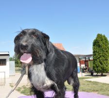 Tinko – Schnauzer Mischling, Männchen, 5 Jahre 6 Monate, Nordic Strays e.V. – Foto 4