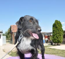 Tinko – Schnauzer Mischling, Männchen, 5 Jahre 6 Monate, Nordic Strays e.V. – Foto 5