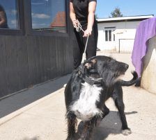 Tinko – Schnauzer Mischling, Männchen, 5 Jahre 6 Monate, Nordic Strays e.V. – Foto 6