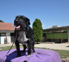 Tinko – Schnauzer Mischling, Männchen, 5 Jahre 6 Monate, Nordic Strays e.V. – Foto 7
