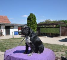 Tinko – Schnauzer Mischling, Männchen, 5 Jahre 6 Monate, Nordic Strays e.V. – Foto 9
