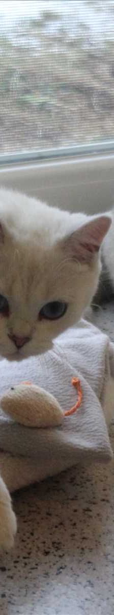 TWINGO – Scottish Fold (Kurzhaar), Männchen, 7 Monate, 81829 München – Foto 1