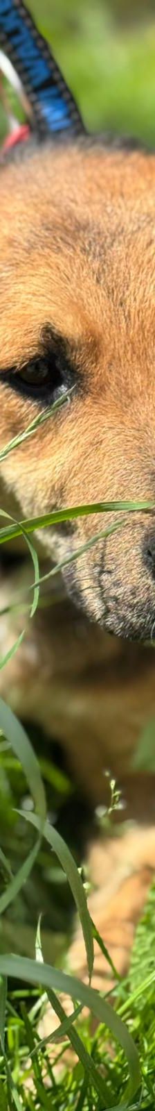 Kongo – Mischling, Männchen, Alter unbekannt, Nordic Strays e.V. – Foto 1