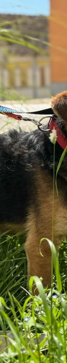 Kongo – Mischling, Männchen, Alter unbekannt, Nordic Strays e.V. – Foto 2