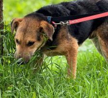 Kongo – Mischling, Männchen, Alter unbekannt, Nordic Strays e.V. – Foto 4