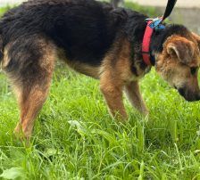 Kongo – Mischling, Männchen, Alter unbekannt, Nordic Strays e.V. – Foto 5