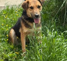 Kongo – Mischling, Männchen, Alter unbekannt, Nordic Strays e.V. – Foto 6