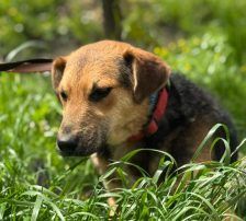 Kongo – Mischling, Männchen, Alter unbekannt, Nordic Strays e.V. – Foto 7
