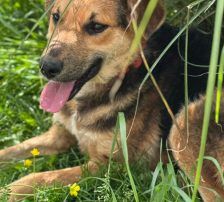 Kongo – Mischling, Männchen, Alter unbekannt, Nordic Strays e.V. – Foto 8