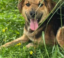 Kongo – Mischling, Männchen, Alter unbekannt, Nordic Strays e.V. – Foto 9