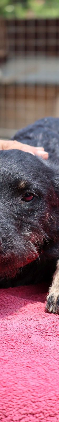 Abba – Kroatischer Schäferhund – Terrier Mix, Weibchen, 1 Jahr 5 Monate, Nordic Strays e.V. – Foto 1
