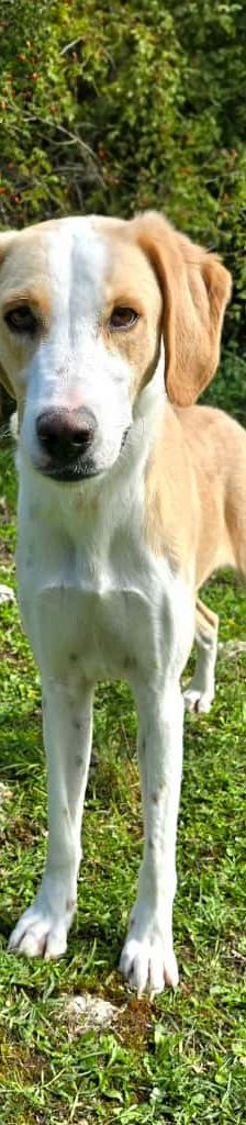 Abba – Kroatischer Schäferhund – Terrier Mix, Weibchen, 1 Jahr 5 Monate, Nordic Strays e.V. – Foto 4