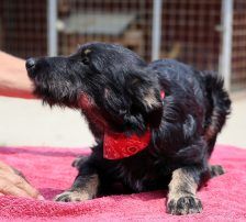 Abba – Kroatischer Schäferhund – Terrier Mix, Weibchen, 1 Jahr 5 Monate, Nordic Strays e.V. – Foto 6