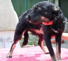 Abba – Kroatischer Schäferhund – Terrier Mix, Weibchen, 1 Jahr 5 Monate, Nordic Strays e.V. – Foto 7