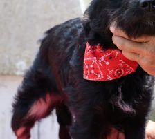 Abba – Kroatischer Schäferhund – Terrier Mix, Weibchen, 1 Jahr 5 Monate, Nordic Strays e.V. – Foto 8