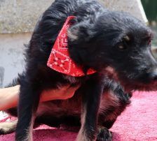 Abba – Kroatischer Schäferhund – Terrier Mix, Weibchen, 1 Jahr 5 Monate, Nordic Strays e.V. – Foto 9