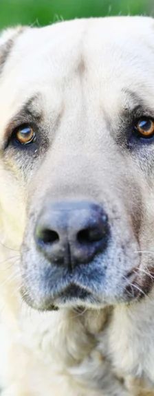 Bobby – Kangal, Männchen, 6 Jahre 8 Monate, 13057 Berlin – Foto 1