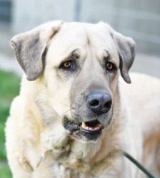 Bobby – Kangal, Männchen, 6 Jahre 8 Monate, 13057 Berlin – Foto 2