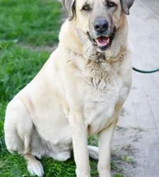 Bobby – Kangal, Männchen, 6 Jahre 8 Monate, 13057 Berlin – Foto 3