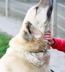 Bobby – Kangal, Männchen, 6 Jahre 8 Monate, 13057 Berlin – Foto 4