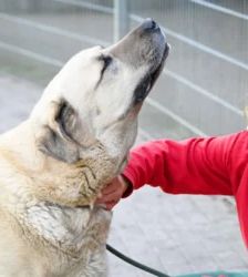 Bobby – Kangal, Männchen, 6 Jahre 8 Monate, 13057 Berlin – Foto 5