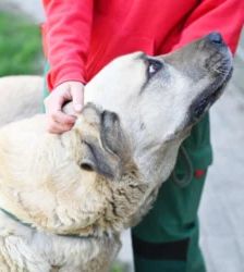Bobby – Kangal, Männchen, 6 Jahre 8 Monate, 13057 Berlin – Foto 6