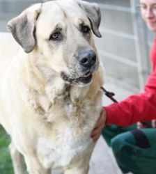 Bobby – Kangal, Männchen, 6 Jahre 8 Monate, 13057 Berlin – Foto 7