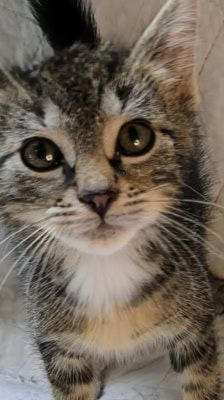 Rocco – Katze, Männchen, 2 Monate, 39576 Stendal – Foto 1