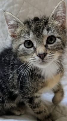 Rocco – Katze, Männchen, 2 Monate, 39576 Stendal – Foto 2