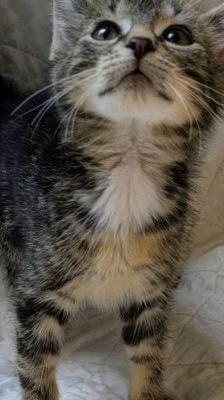 Rocco – Katze, Männchen, 2 Monate, 39576 Stendal – Foto 3