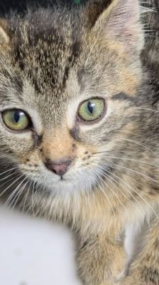 Rocco – Katze, Männchen, 2 Monate, 39576 Stendal – Foto 4