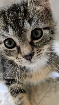 Rocco – Katze, Männchen, 2 Monate, 39576 Stendal – Foto 5