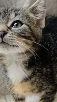 Rocco – Katze, Männchen, 2 Monate, 39576 Stendal – Foto 6