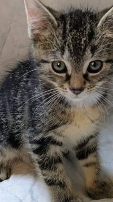 Rocco – Katze, Männchen, 2 Monate, 39576 Stendal – Foto 7