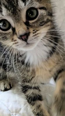 Rocco – Katze, Männchen, 2 Monate, 39576 Stendal – Foto 8