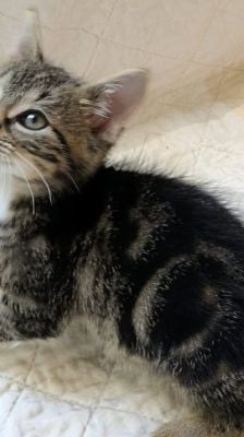 Rocco – Katze, Männchen, 2 Monate, 39576 Stendal – Foto 9