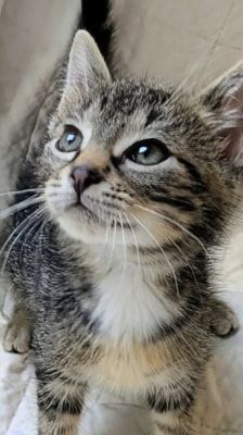 Rocco – Katze, Männchen, 2 Monate, 39576 Stendal – Foto 10