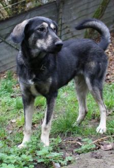 Soy – Herdenschutzhund-Mix, Weibchen, 1 Jahr, 97074 Würzburg – Foto 4