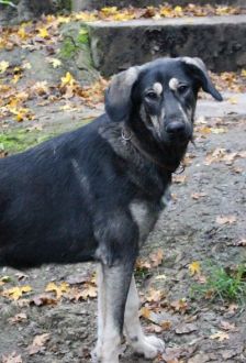 Soy – Herdenschutzhund-Mix, Weibchen, 1 Jahr, 97074 Würzburg – Foto 5