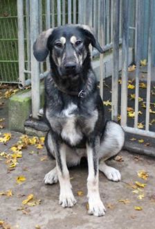 Soy – Herdenschutzhund-Mix, Weibchen, 1 Jahr, 97074 Würzburg – Foto 7