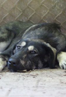 Soy – Herdenschutzhund-Mix, Weibchen, 1 Jahr, 97074 Würzburg – Foto 8