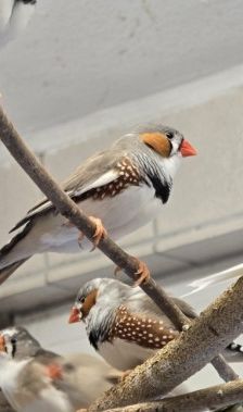 Zebrafinken – Zebrafinken (mit Megabakterien), Unbekannt, Alter unbekannt, 70195 Stuttgart-Botnang – Foto 2